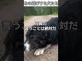 犬のおもしろ動画にツッコミどころ満載なアフレコしてみた#500【遊び】【ハプニング映像】#shorts #アフレコ #面白動画
