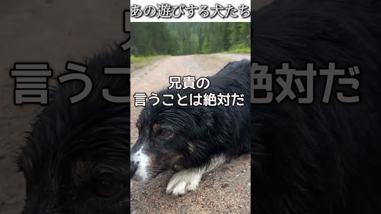犬のおもしろ動画にツッコミどころ満載なアフレコしてみた#500【遊び】【ハプニング映像】#shorts #アフレコ #面白動画