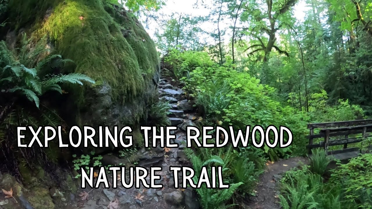Hiking The Redwood Nature Trail in Southern Oregon - PNW Adventures 2023