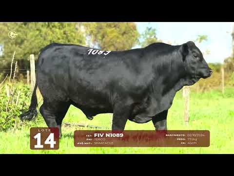 LOTE 14   TAT N1089 M Brangus