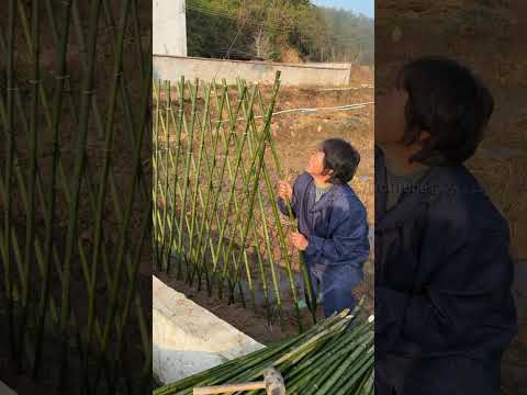 النتيجة مذهلة هذا السياج الخيزران هو عمل فني