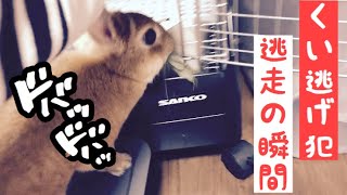 今年最後の葛の葉を食い逃げするうさぎ #269