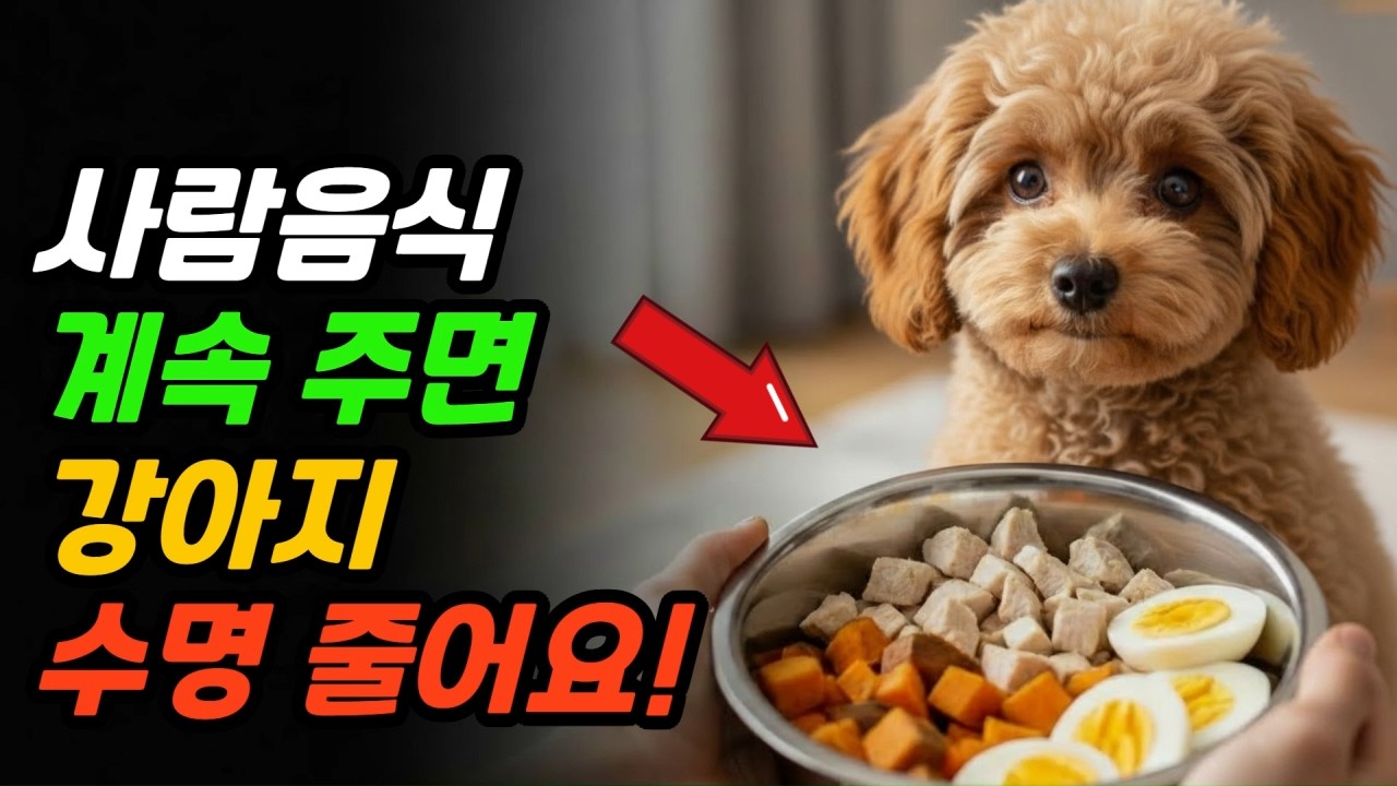 강아지 사람 음식, 모르고 주면 수명 줄어듭니다.ㅣ알고 주면 보약! 모르고 주면 건강 망치는 독!