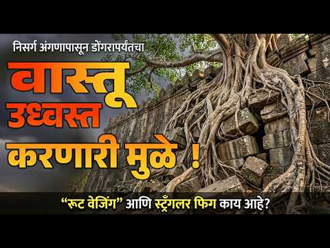 दगडालाही फाडणारी झाडांची मुळं ! | जुने वाडे आणि किल्ल्यांमागील निसर्गाचा  चमत्कार