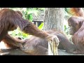発情するオランウータン2/Orangutan in heat part2