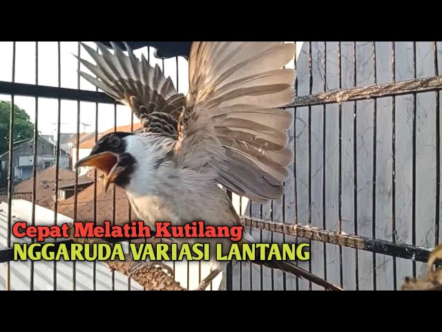 Suara Burung Kutilang Gacor ASLI ALAM lanjut NGGARUDA ampuh untk Masteran kutilang & pikat Kutilang class=