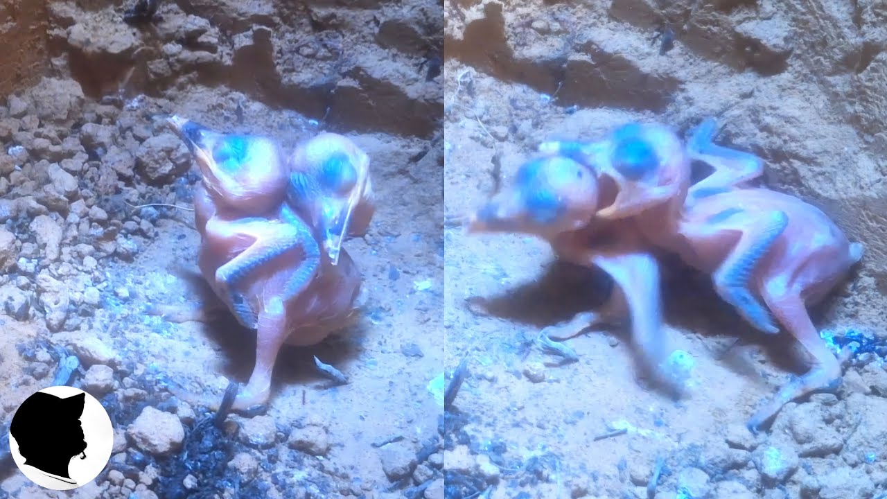 KINGFISHER 03 | 2 HABITS OF KINGFISHER CHICKS | CUGGING AND FIGHTING