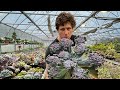 Мои самые большие и яркие Эчеверии (Echeveria) сезон 2021. Суккуленты уход, полив, грунт размножение