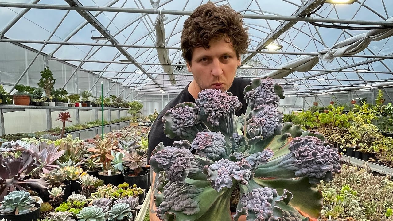 Смотреть видео Смотреть видео