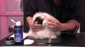 Toilettage D Un Chat Persan Au Shampoing Sec Youtube Toilettage D Un Chat Persan Au Shampoing Sec Youtube