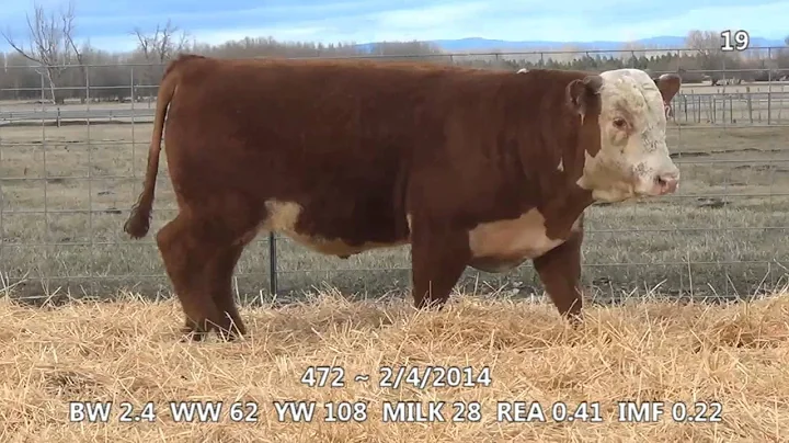 Lot 19 ~ H5 9131 Domino 472