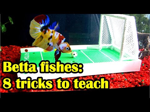 Video: How to Breed Betta Fish (with Pictures)