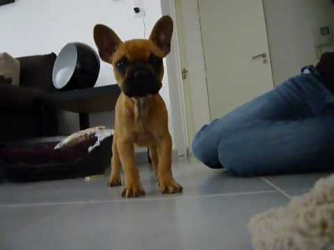 Bebe Bouledogue Francais 1 Er Jours A La Maison Decouverte D Une Camera Youtube