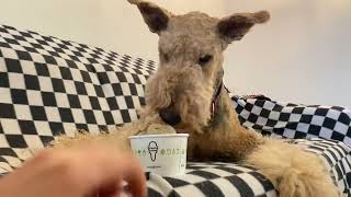Lenny loves ice-cream(doggie ice-cream) by Lenny and Martin 649 views 1 year ago 3 minutes, 4 seconds