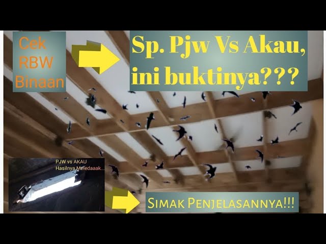 Sp. Pjw Vs Akau, Simak buktinya sebelum menggunakannya, hasilnya Meledaaak! class=