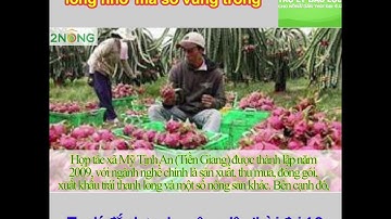 Đa dạng xuất khẩu thanh long nhờ mã số vùng trồng của HTX tại Tiền Giang