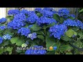 Hydrangea macrophylla with beautiful blue colour 💙💙💙😍🌱