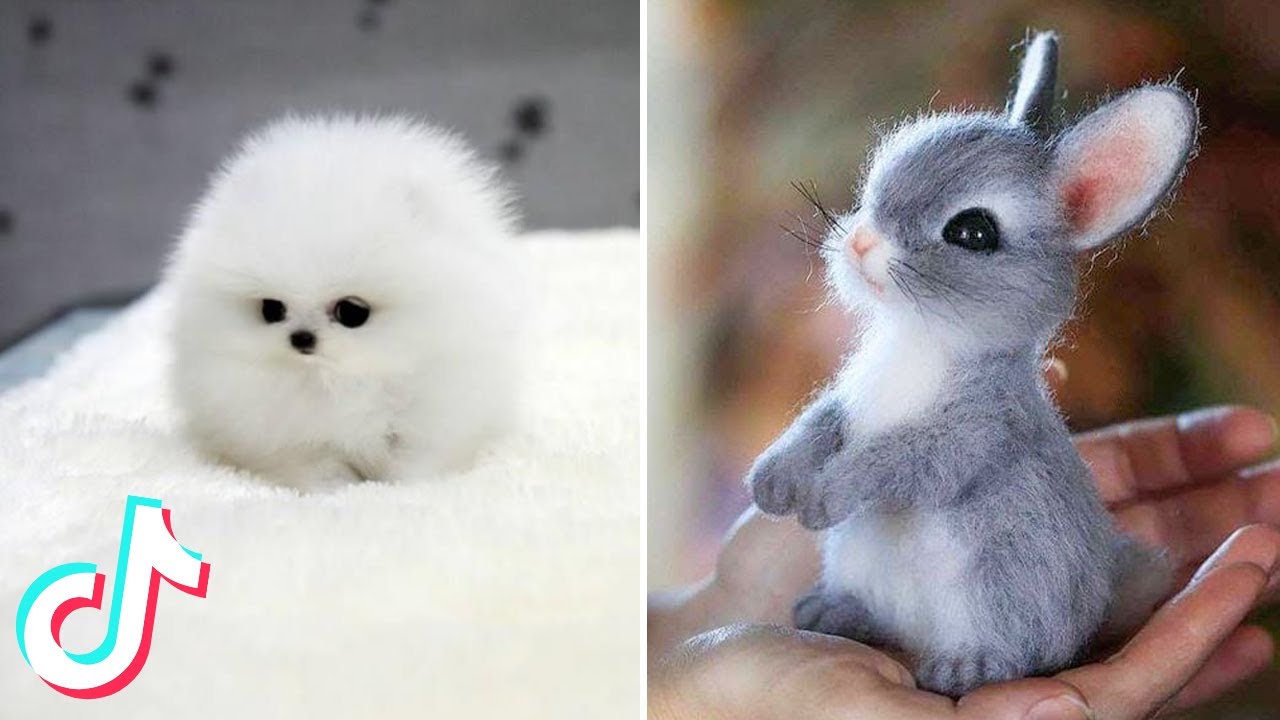 5 Minutes of the Cutest Pets on TikTok - YouTube