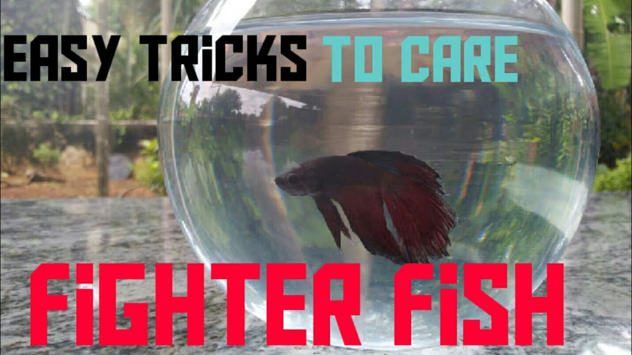 Easy tricks to care fighter fish (In kannada) 