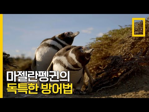 <strong>퓨마</strong> VS 인간