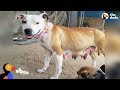 Pit Bull Mom Leads Rescuers To Her Babies UPDATE | The Dodo Pittie Nation