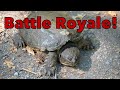 Clash of the Reptilian Titans: Common Snapping Turtle (Chelydra s. serpentine), Mating? Combat?