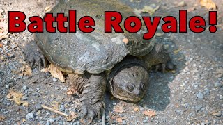 Clash of the Reptilian Titans: Common Snapping Turtle (Chelydra s. serpentine), Mating? Combat?