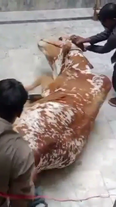 #shero dangerous in qurbani time alvida shero #cow #eiduladha2025