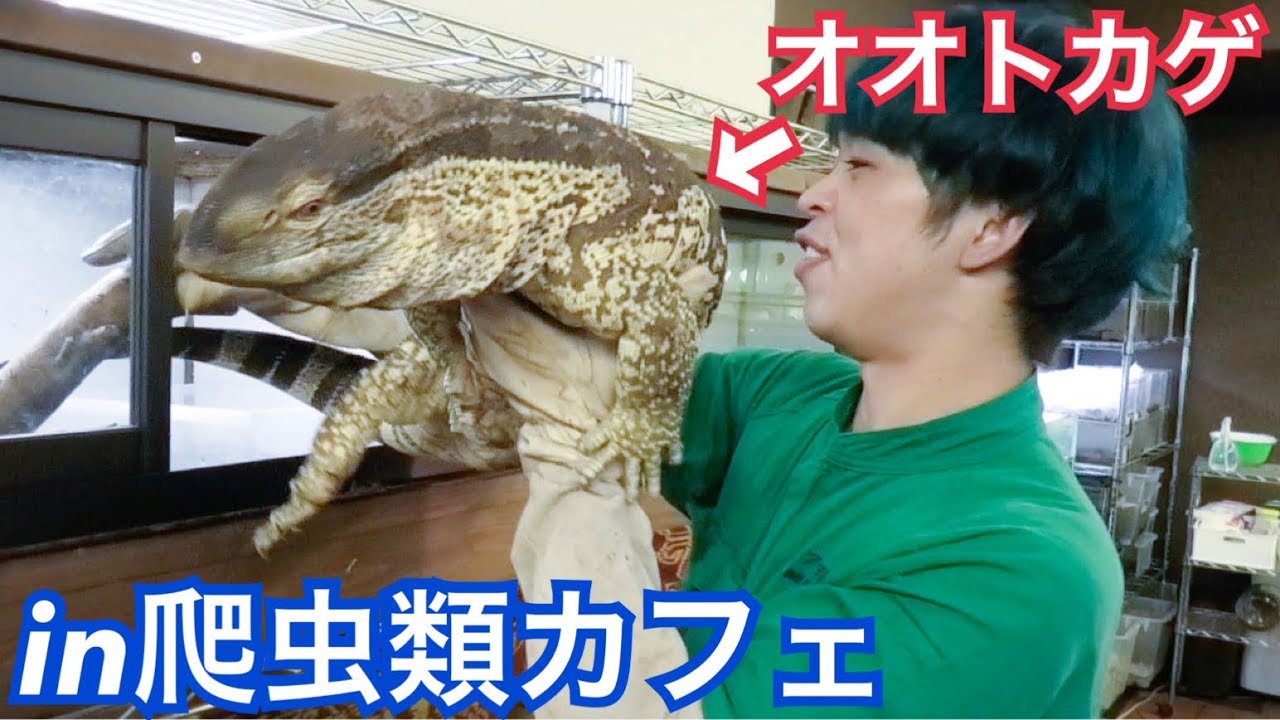 珍しい爬虫類が沢山いる爬虫類カフェに行ってきた！