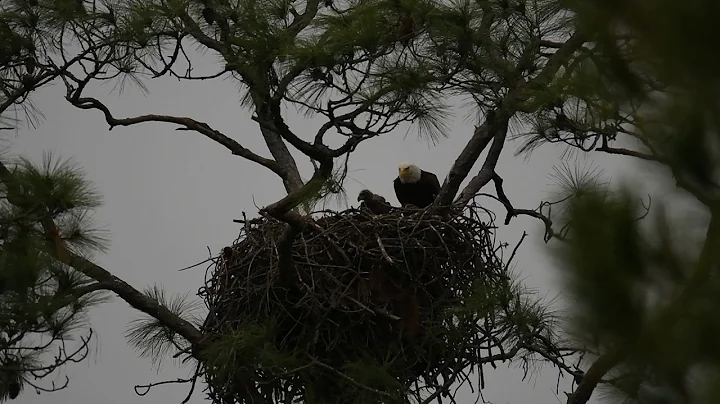 Eagle feeding eaglet at Gulf Shores nest