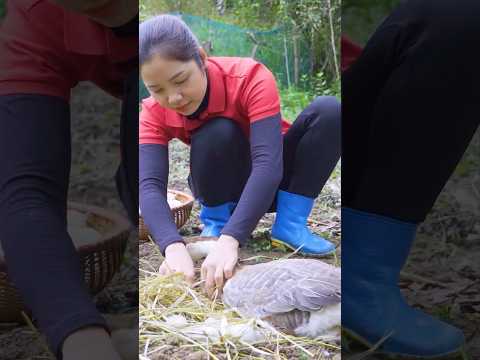Harvesting Goose Eggs from the Nest  #cooking #farmingtraditions #shortvideo #reels #vlog