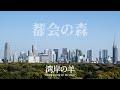 都会の森 / 湾岸の羊〜Sheep living on the edge〜