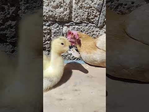 يا ترى البطه هتعمل ايه في الفرخه اللي اخذت بنتها