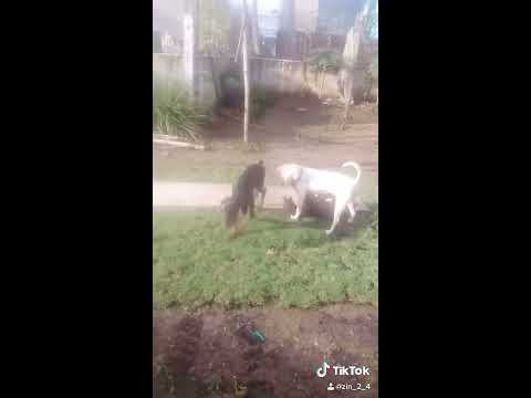 Chó doberman chơi đùa sau cơn mưa .