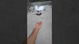 Ya Hai Ak Acha Kabootar Ki Pechan