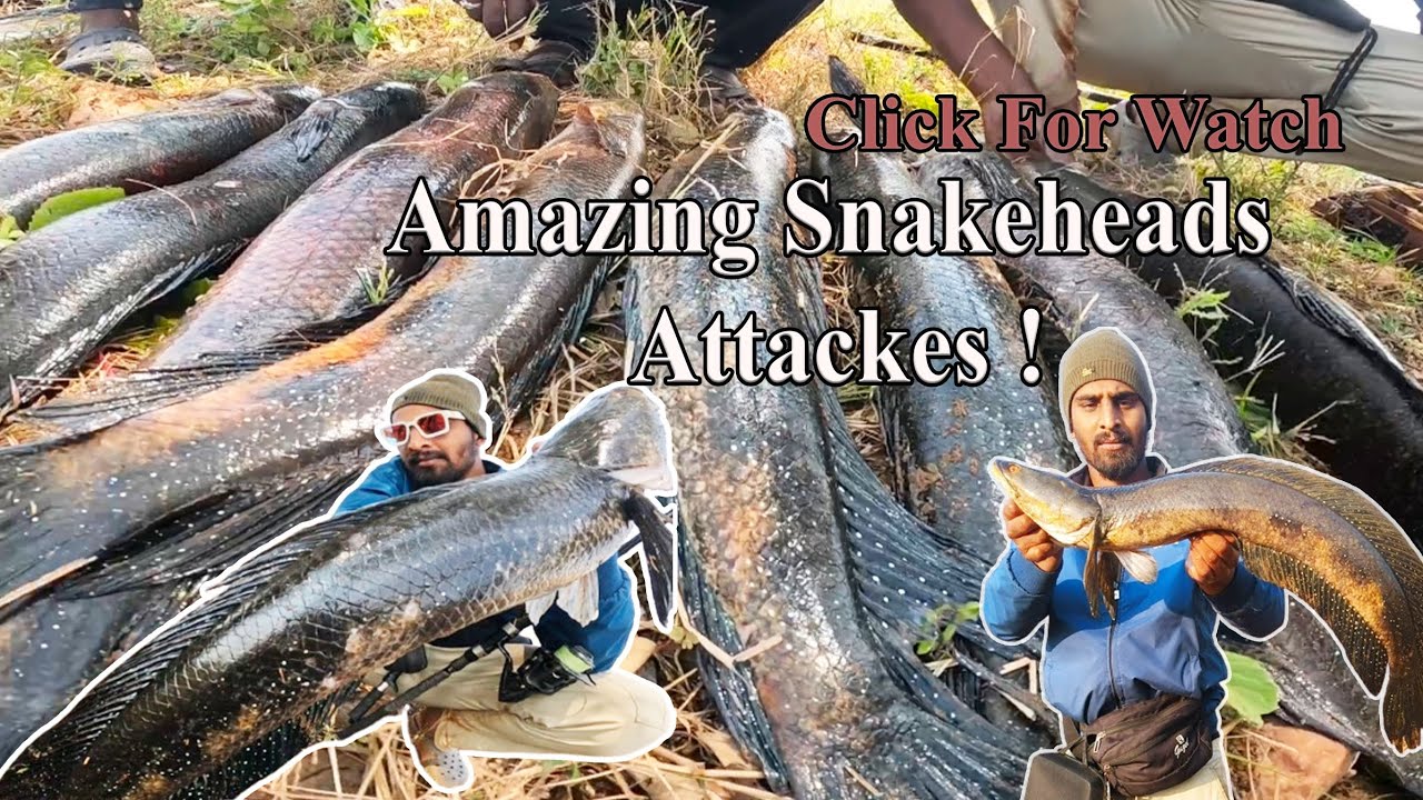 🔥 Killer Snakehead ATTACKS Everything in Sight! 🐟 (Must Watch) 😱🎥 ...