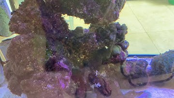 Algae problems take time to create and time to fix!