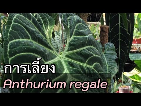 วีดีโอ: Anthurium Scherzer: การดูแลบ้าน คำอธิบาย การทำสำเนาและบทวิจารณ์