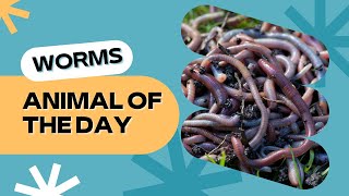 Worm  Bugs for Kids | Educational Animal Videos for Children, Homeschoolers, and Teachers