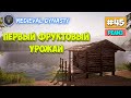 Medieval Dynasty - Первый Фруктовый Урожай - Выживание #45