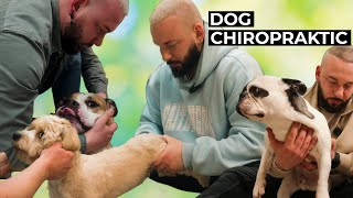 TOP 5 ASMR Dog Chiropractic | Therapy | Bones Hands Animals