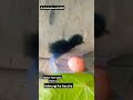 Water hen of baby chick #waterhen #babygirl #jalmurgi #birds #birdslovers #fyp #youtubeshorts