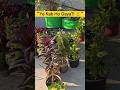 Paudhon Ka Nasha 🌿4 Se 40 Aur 40 Se 400 Ka Sach Terrace Garden Shorts #YtShorts #TrendingShorts