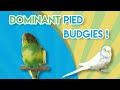 What is Dominant Pied Budgie? (Single and Double factor)
