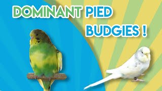 What is Dominant Pied Budgie? (Single and Double factor)