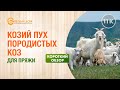 11к. Обзор козьего пуха породистых коз. Козий пух для пряжи. Как выбрать козий пух? Краткий обзор.