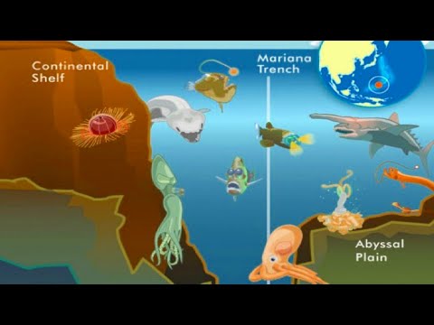 10 Facts About The Mariana Trench!
