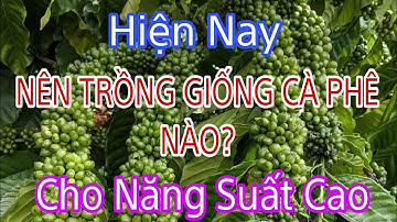 nên trồng giống cà phê nào cho năng suất cao hiện nay?