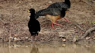 Bare faced Curassow - a male and 2 females drinking. Pantanal, June 2026 Bare faced Curassow - a male and 2 females drinking. Pantanal, June 2026