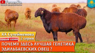 видео: Эдильбаи Сулейменовых. Линейное разведение эдильбаевской породы и проверка потомства по поколениям картинка: Эдильбаи Сулейменовых. Линейное разведение эдильбаевской породы и проверка потомства по поколениям